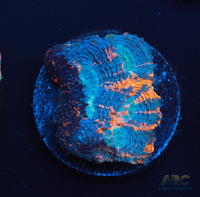 ARC Bottom Dweller Acan Echinata