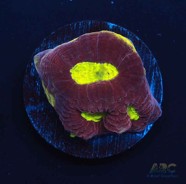 ARC Flame Thrower Favia