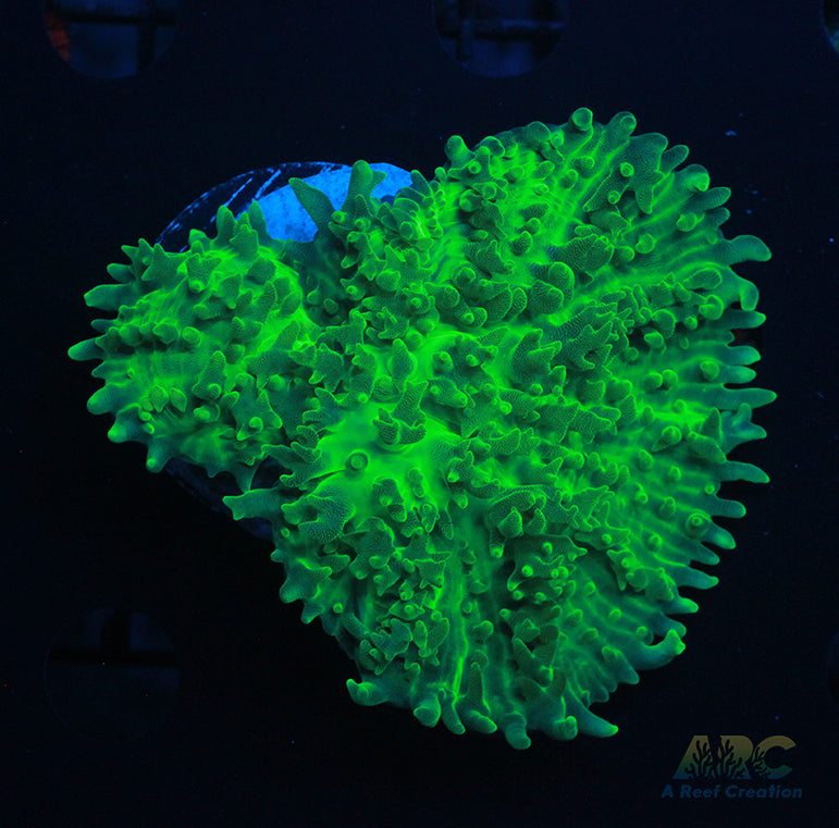 ARC Neon Carpet Mushroom