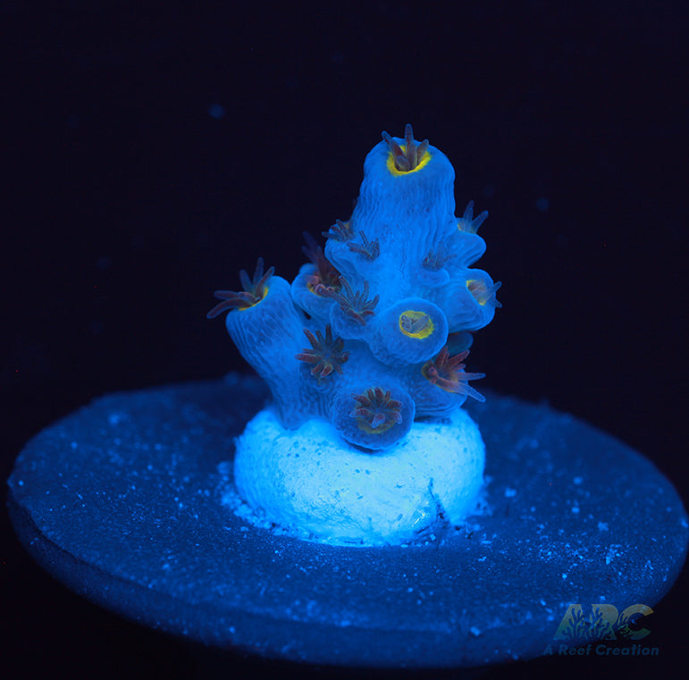 RRC Angry Birds Acro