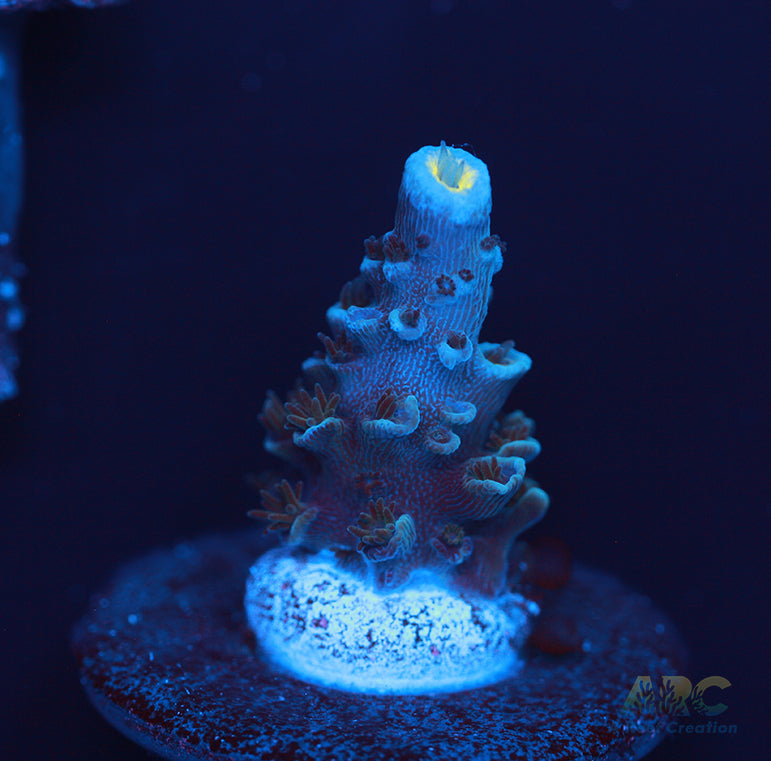 Tony's Cookie Monster Acro