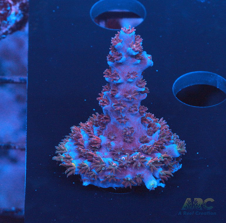 ARC Blue Birds Tenuis Acro