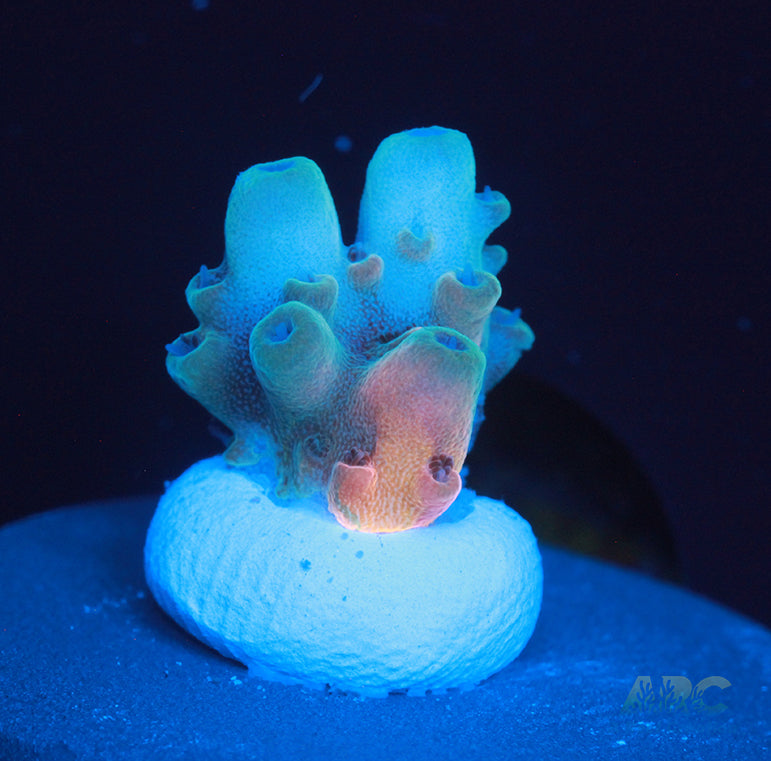 RRC Jaw Dropper Acro