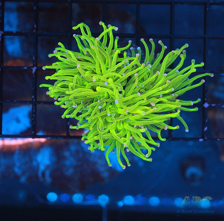 ARC Brighter than Todd's Torch coral