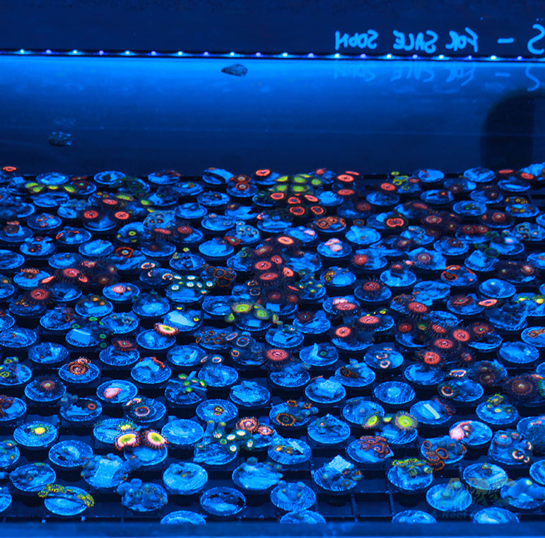 Zoa 10 pack