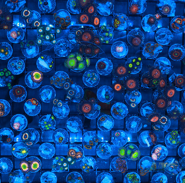 Zoa 10 pack