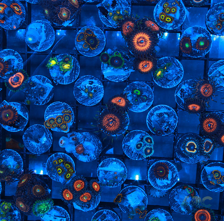 Zoa 10 pack