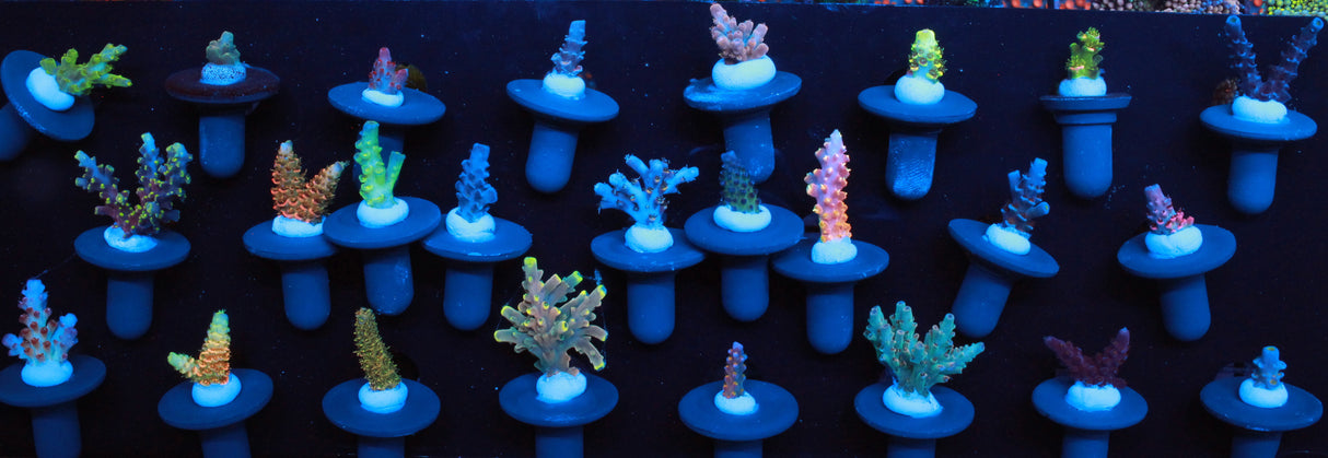 Collectors Acro Pack