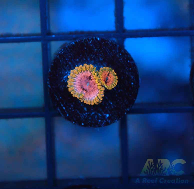 Grand Master Krakatoa