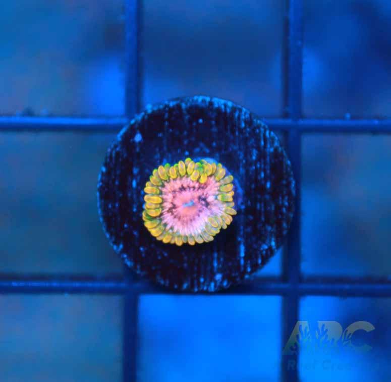 Grand Master Krakatoa