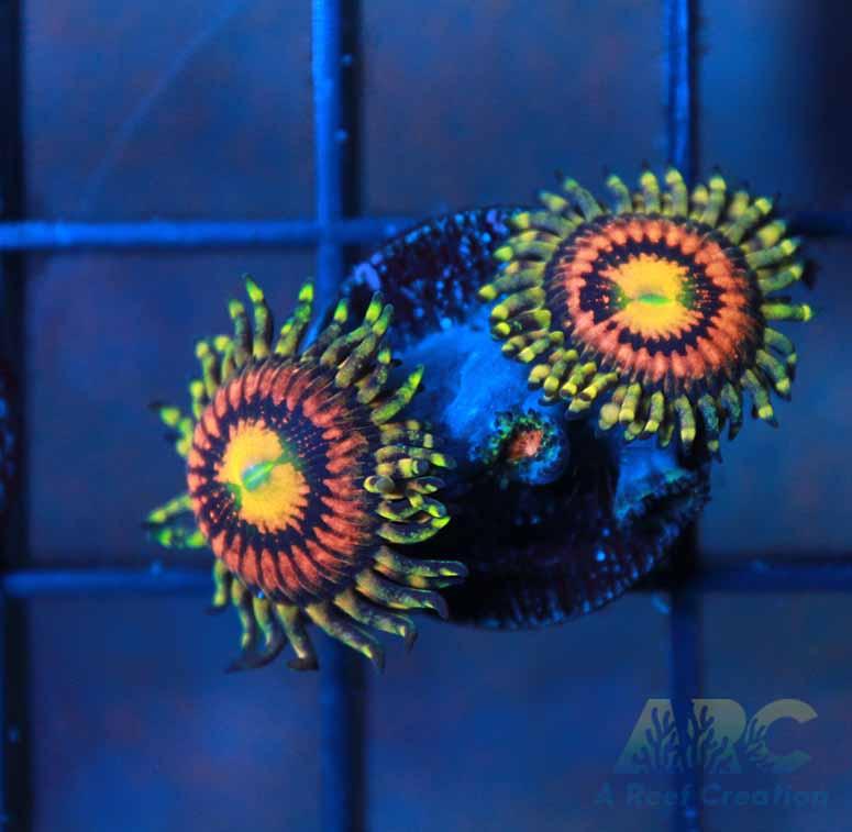 Rainbow Incinerators