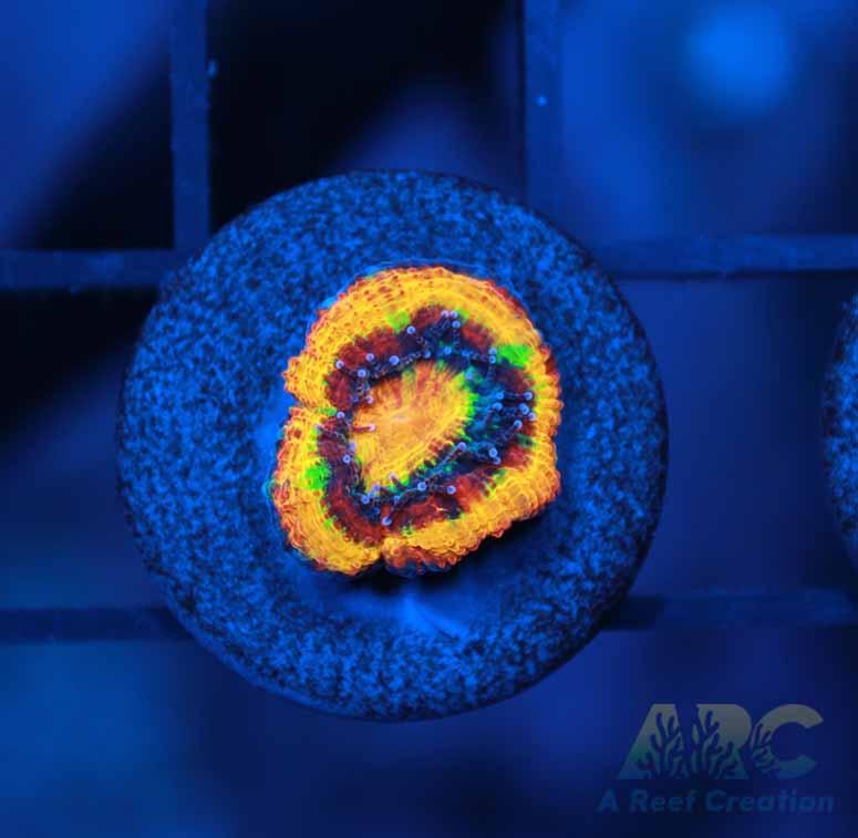 WWC Grape Crush Acan