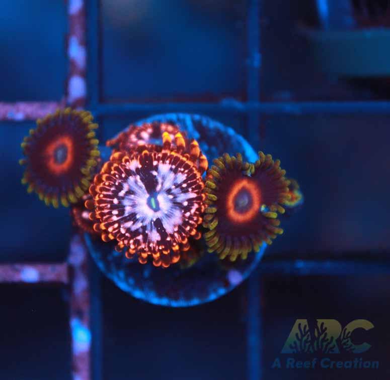 Mixed Utter Chaos Frag