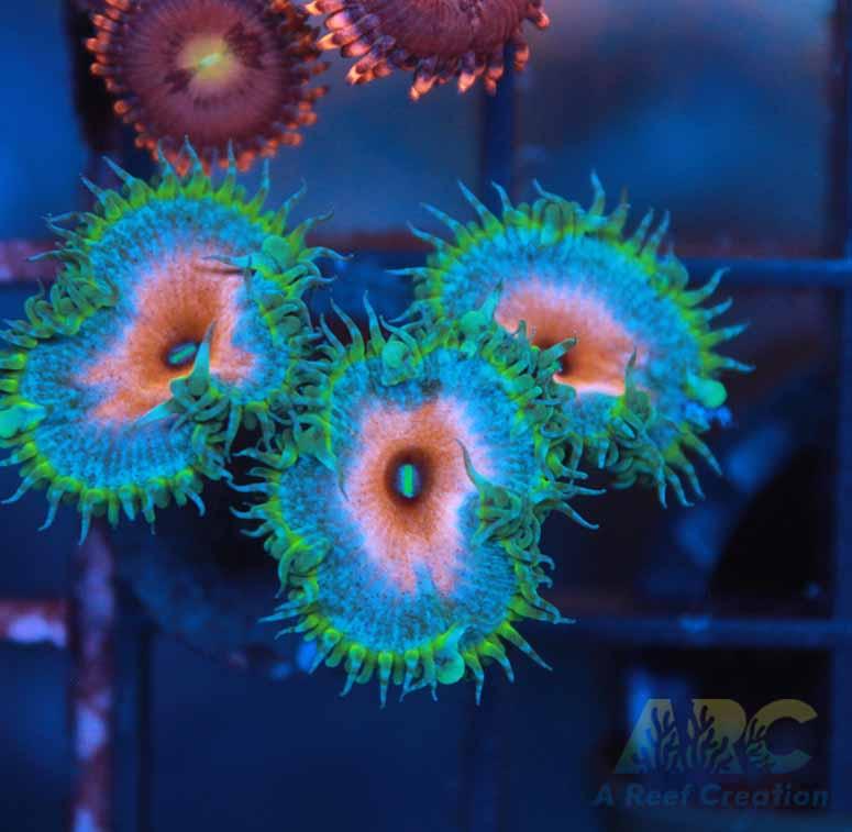 Captain America Paly