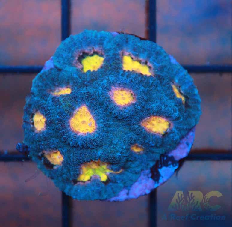 Mia's Pot of Gold Favia