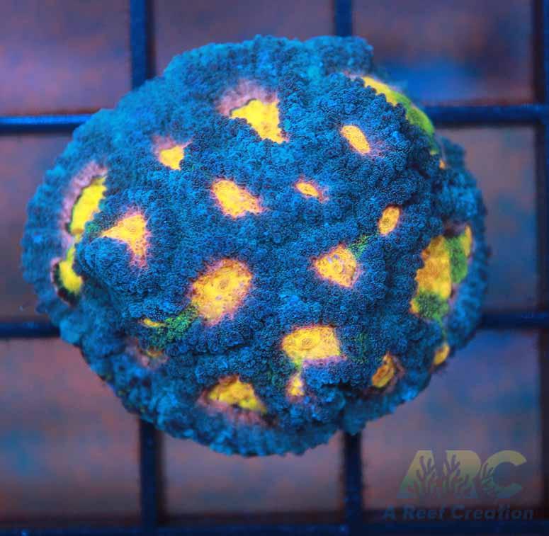 Mia's Pot of Gold Favia