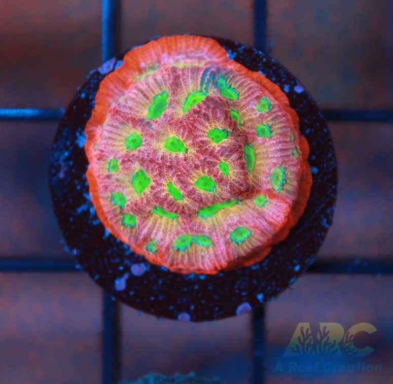JF Dayglow Favites