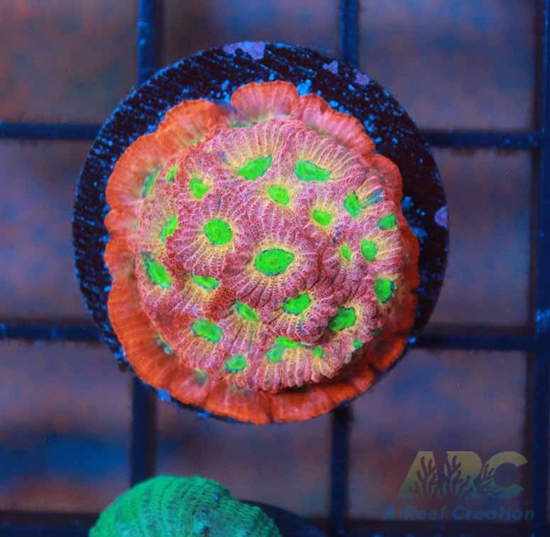 JF Dayglow Favites