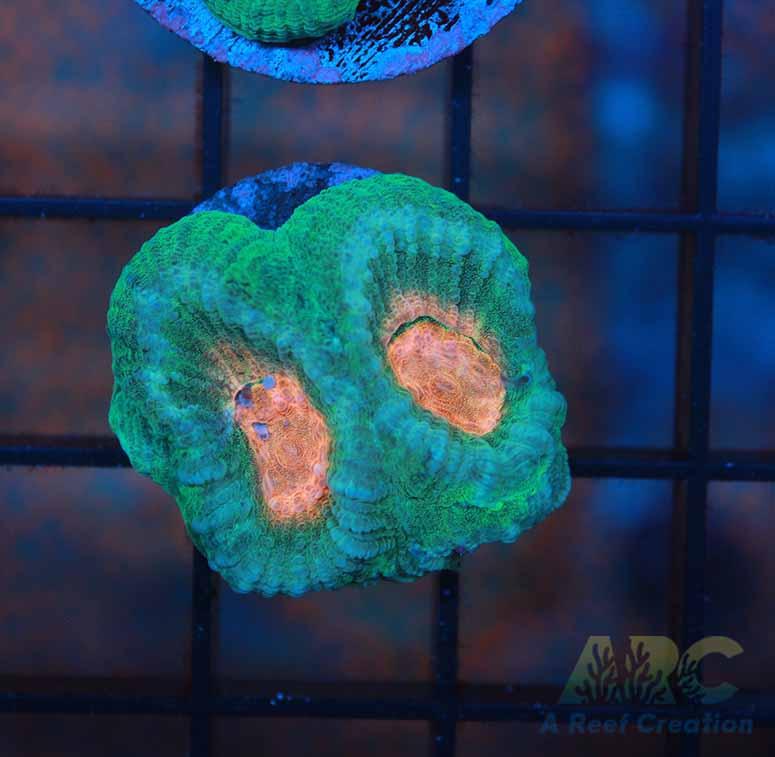 Cherry Corals Rambo Favia