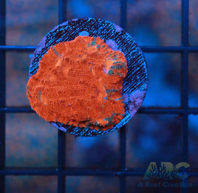 Tony's Shark Attack Chalice