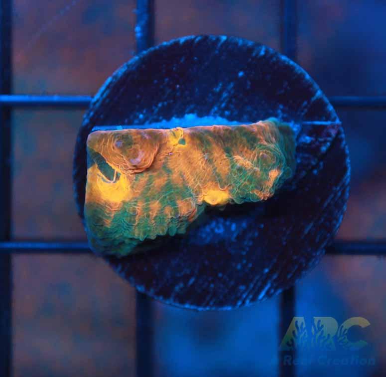 New Release! ARC Sunfire Chalice