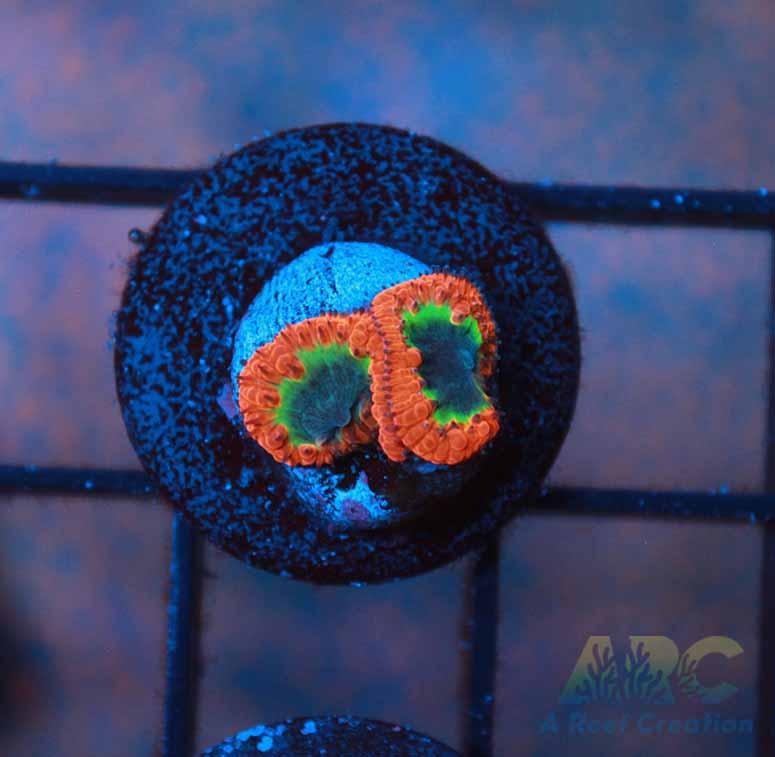 ARC Sour Apple Blasto