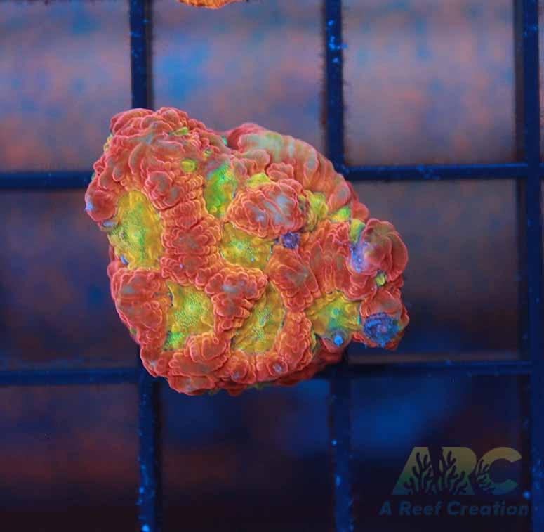 ARC Ninja Gaiden Favia