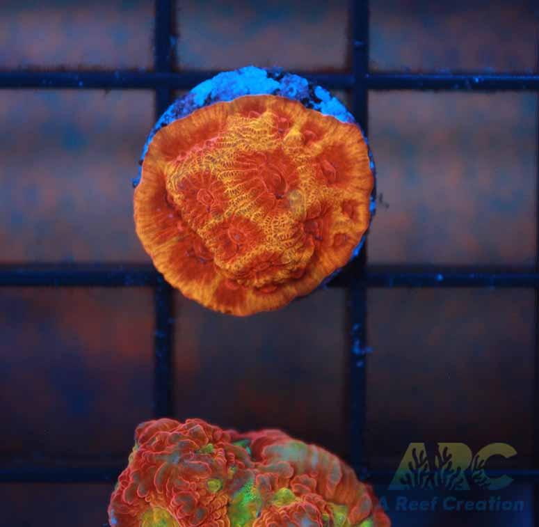 CC Darth Maul Favites