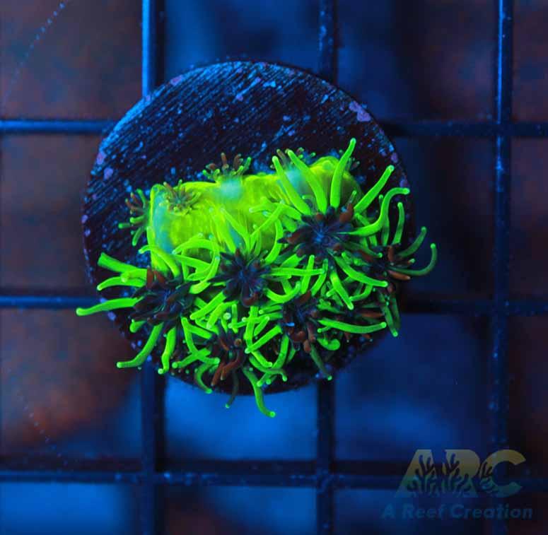 CC Sonic the Hedgehog Galaxea