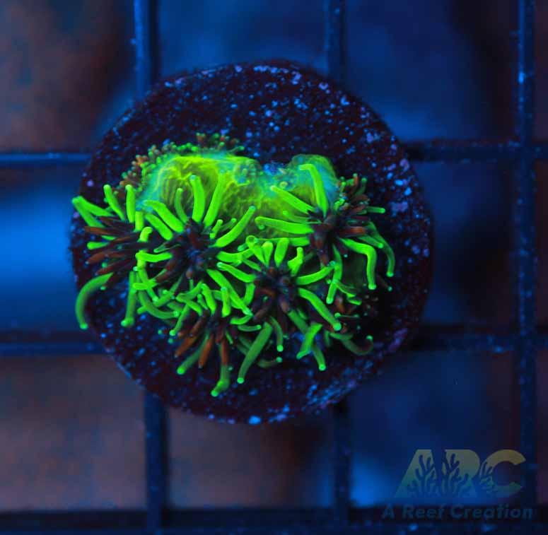 CC Sonic the Hedgehog Galaxea