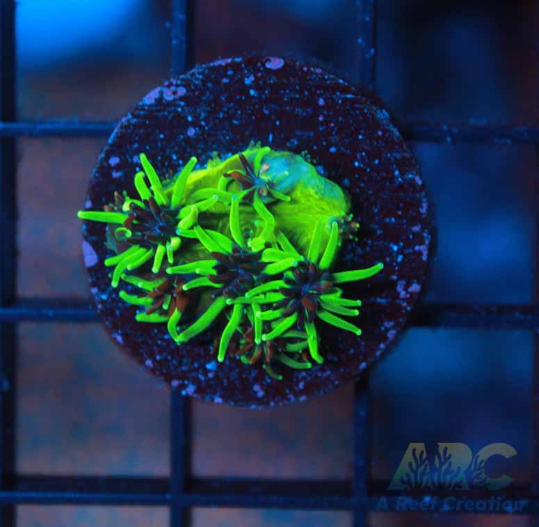 CC Sonic the Hedgehog Galaxea