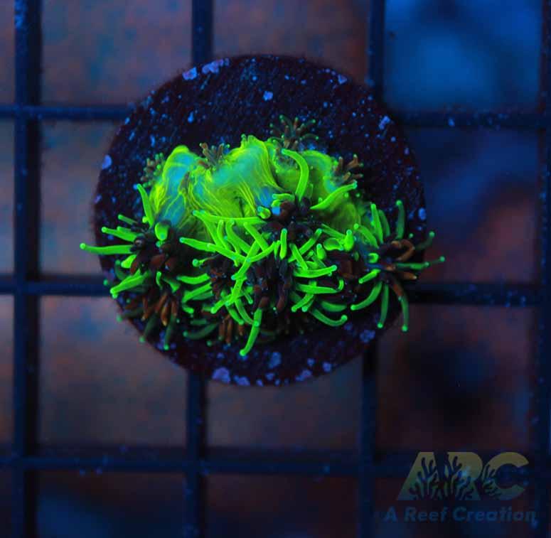 CC Sonic the Hedgehog Galaxea