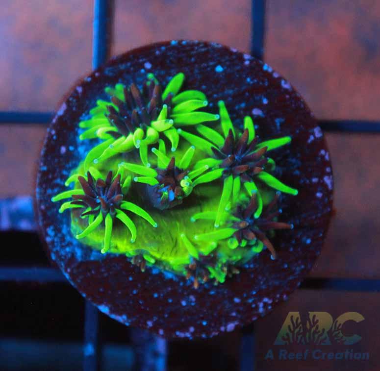 CC Sonic the Hedgehog Galaxea