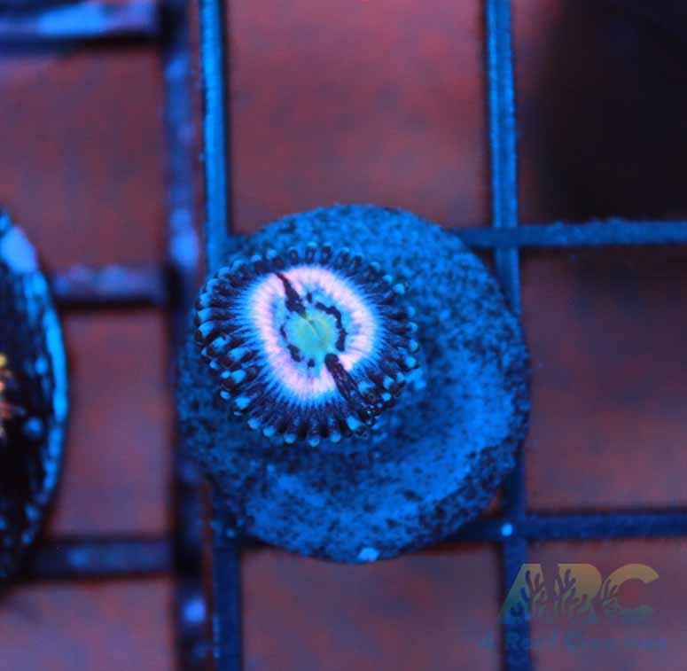 CC Pink Constellation