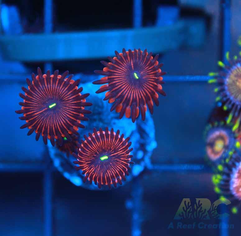 Electric Red People Eaters