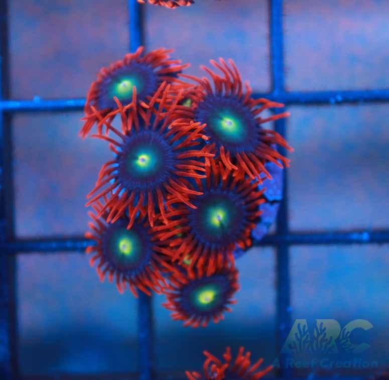 Punk Rocker Zoas