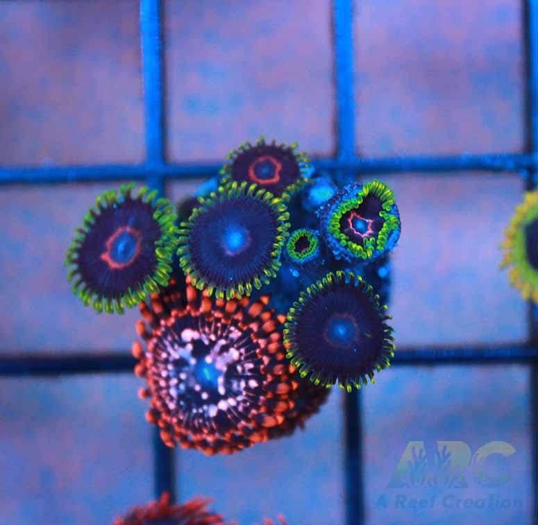 Mixed Utter Chaos Frag