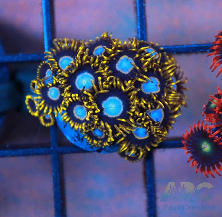 Frozen Hornets Zoa