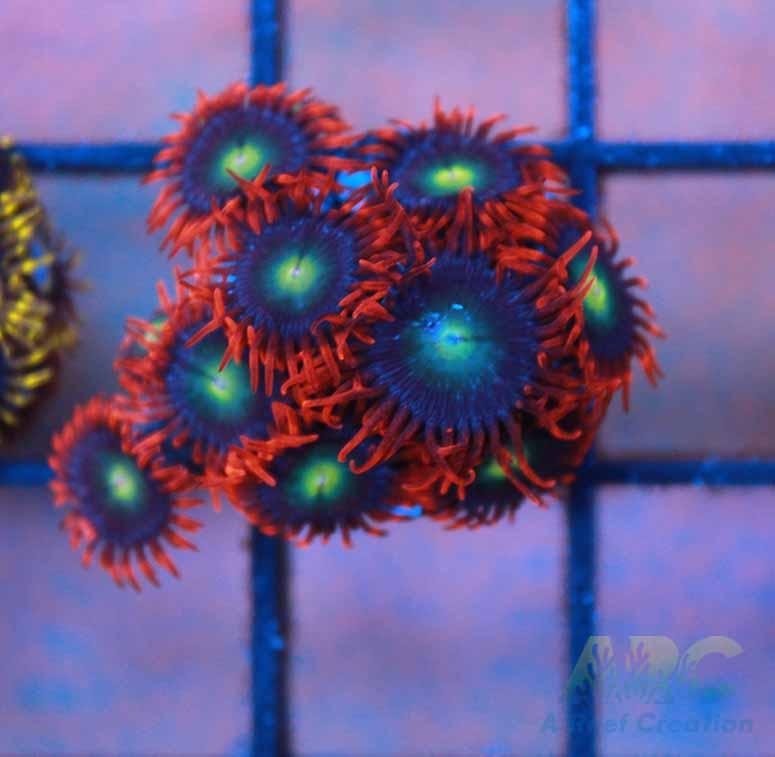Punk Rocker Zoas