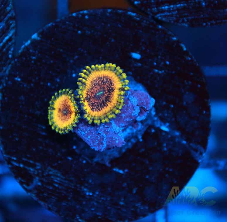 LIMITED RE-RELEASE!!! ARC Lemon Haze Zoa