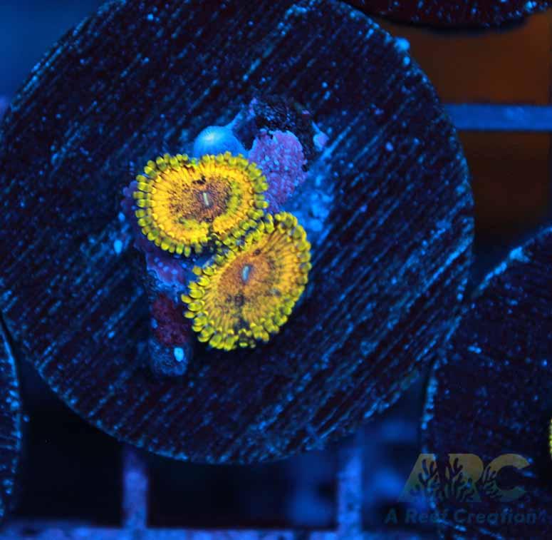 LIMITED RE-RELEASE!!! ARC Lemon Haze Zoa