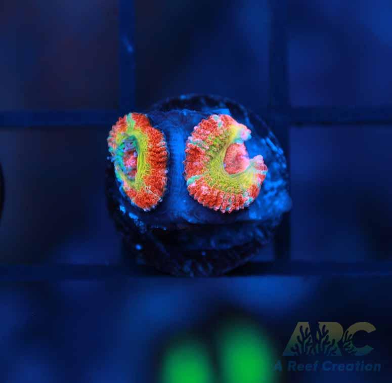 CC Rising Sun Acan