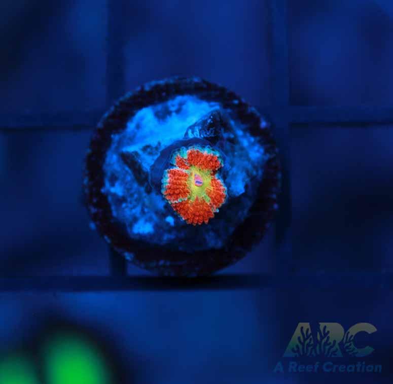 CC Rising Sun Acan
