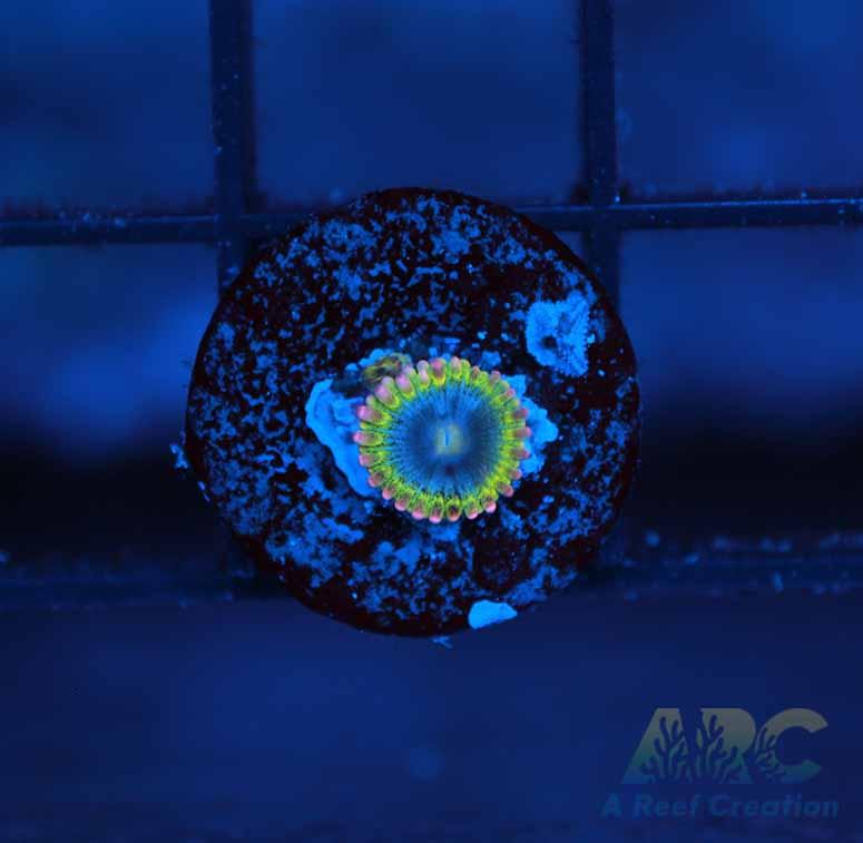 Rainbow Rhino Zoa