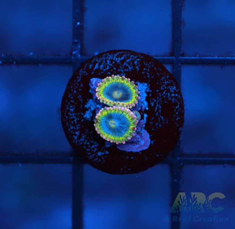 Rainbow Rhino Zoa