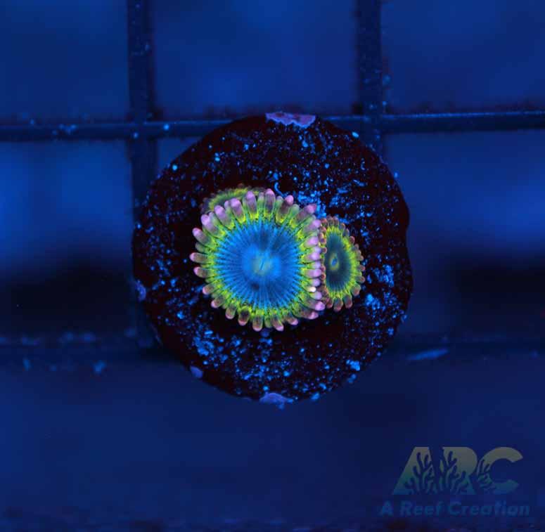 Rainbow Rhino Zoa