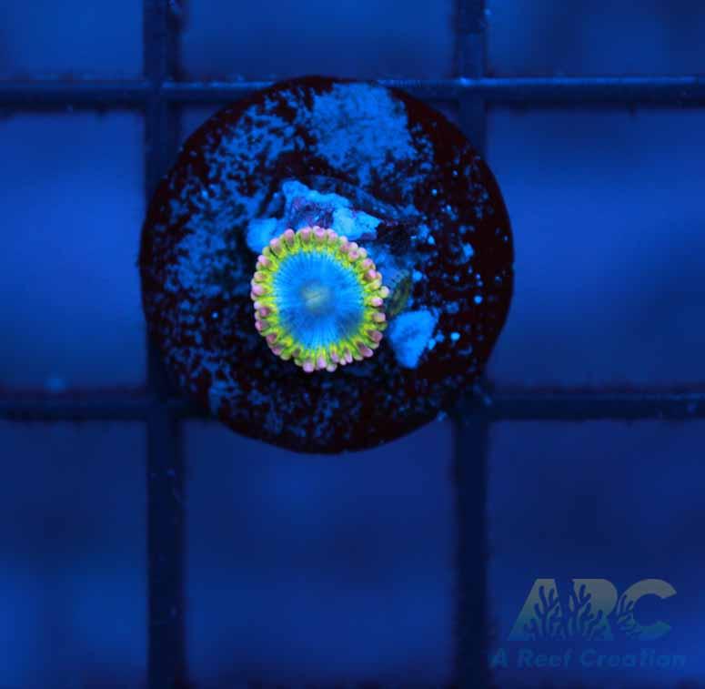 Rainbow Rhino Zoa