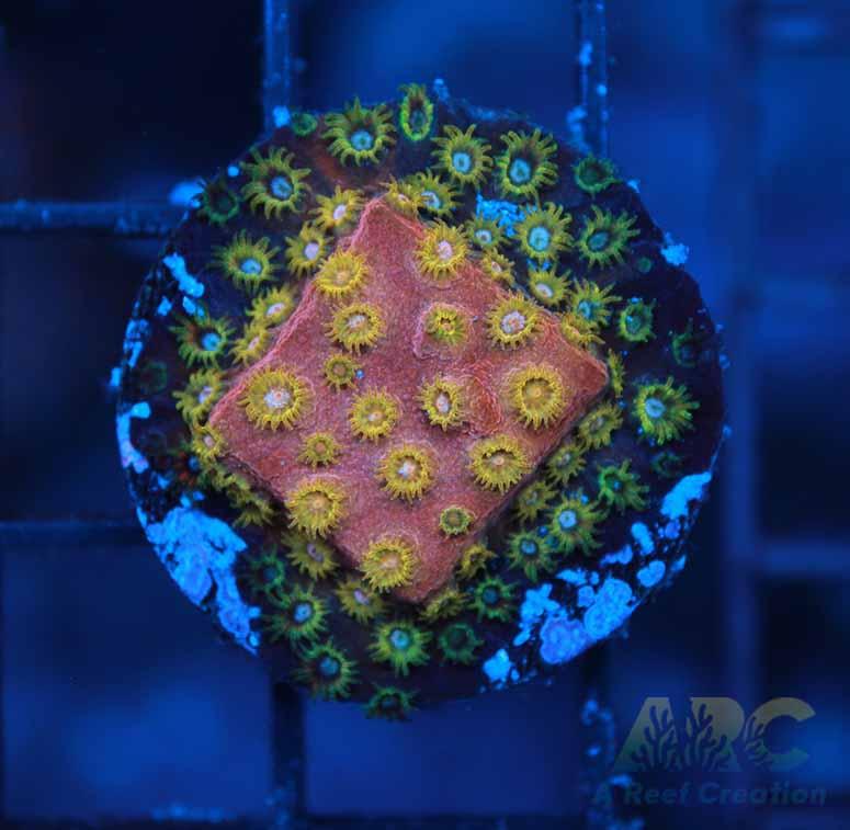Copper Cyphastrea Growout Frag