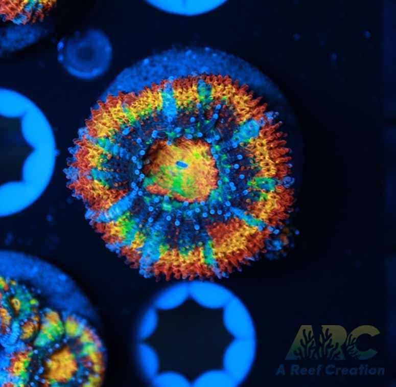 ARC Happy Endings 2.0 Acan