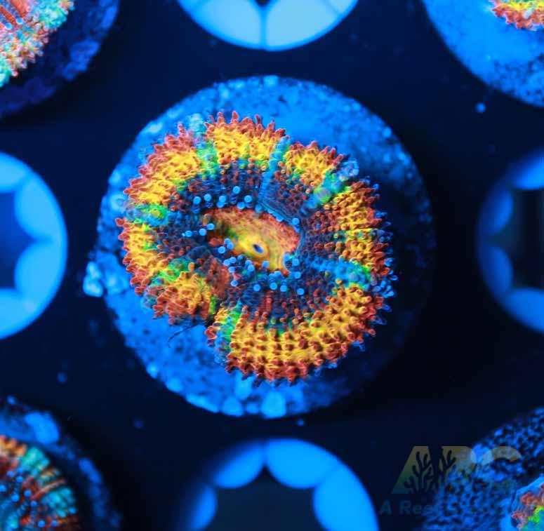 ARC Happy Endings 2.0 Acan